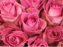 Роза чайно-гибридная 