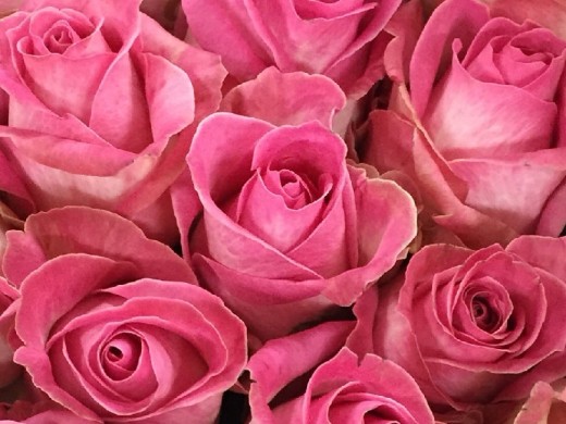 Роза чайно-гибридная Роза чайно-гибридная