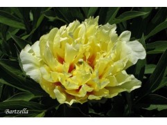 Пион Ито-гибрид 