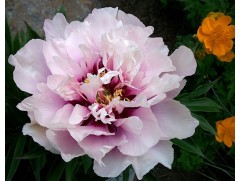 Пион Ито-гибрид 