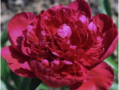 Пион молочноцветковый 