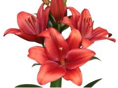 Лилия ЛА-гибрид Лилия ЛА-гибрид