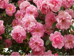 Роза канадская плетистая Роза канадская плетистая