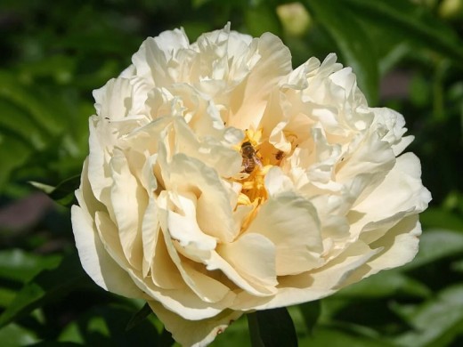 Пион ИТО Пион ИТО