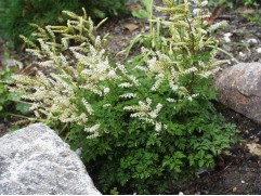 Волжанка кокорышелистная ( Контейнер 2,0 л.)