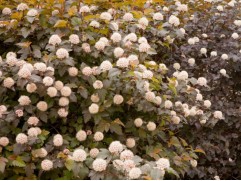 Пузыреплодник калинолистный 