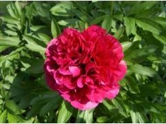 Пион лекарственный 