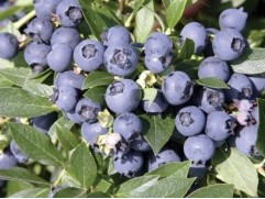 Голубика высокорослая Голубика высокорослая