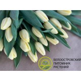 Тюльпан сорт 