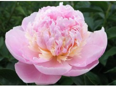 Пион молочноцветковый 