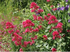 Валериана красная 