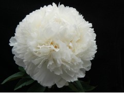 Пион молочноцветковый 