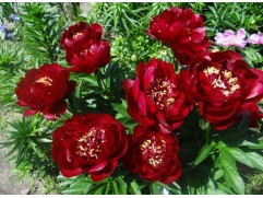 Пион молочноцветковый 