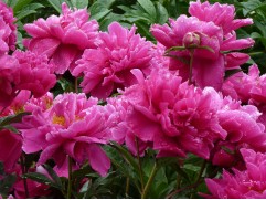 Пион молочноцветковый 