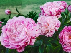 Пион молочноцветковый 