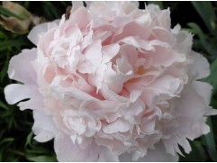 Пион молочноцветковый 