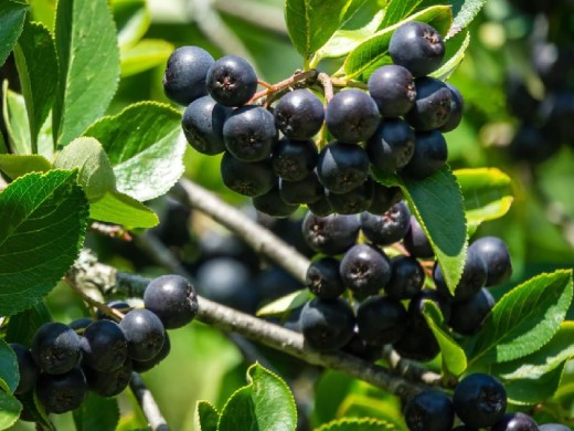 Арония Арония