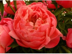 Пион молочноцветковый 