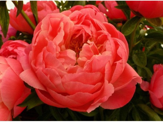 Пион молочноцветковый Пион молочноцветковый