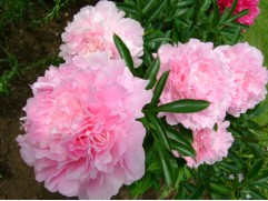 Пион молочноцветковый 