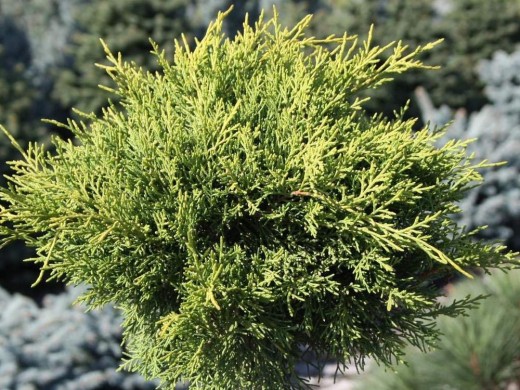 Можжевельник средний Можжевельник средний