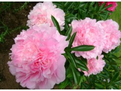 Пион молочноцветковый 