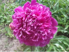 Пион молочноцветковый 