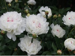 Пион молочноцветковый 