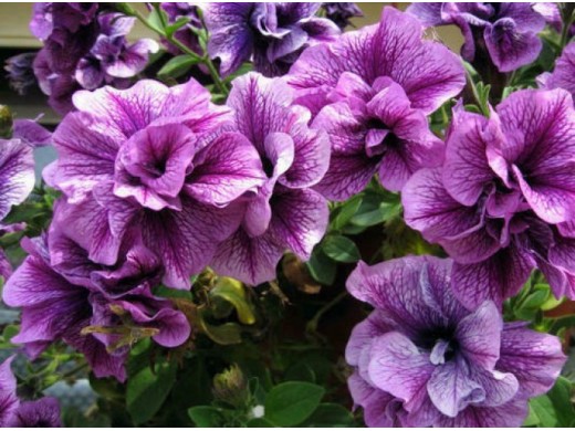 Петуния ампельная Петуния ампельная