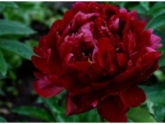 Пион молочноцветковый 