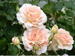 Роза чайно-гибридная 