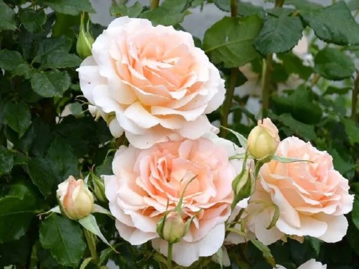 Роза чайно-гибридная Роза чайно-гибридная