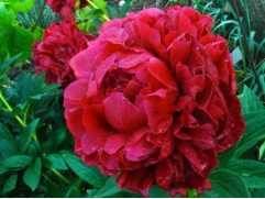 Пион молочноцветковый 