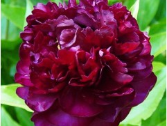 Пион молочноцветковый 