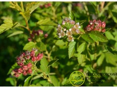 Пузыреплодник калинолистный 