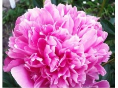 Пион молочноцветковый 