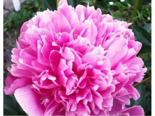 Пион молочноцветковый Пион молочноцветковый