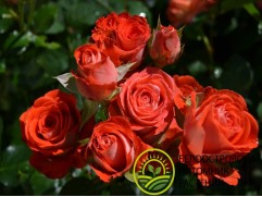 Роза спрей Роза спрей