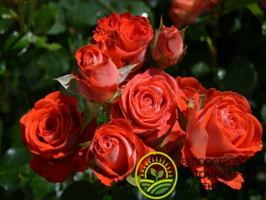 Роза спрей Роза спрей