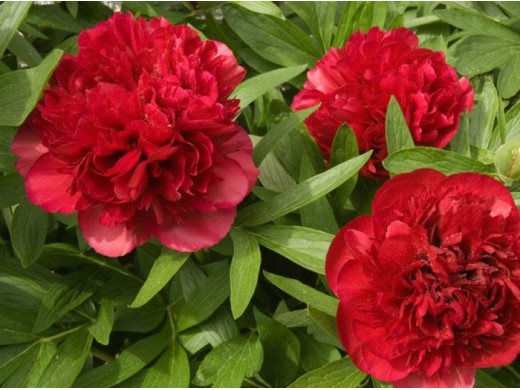 Пион молочноцветковый Пион молочноцветковый