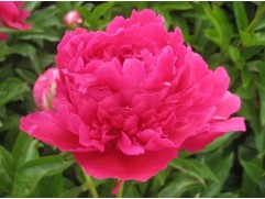 Пион молочноцветковый 