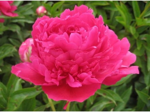 Пион молочноцветковый 