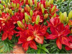 Лилия азиатская махровая 