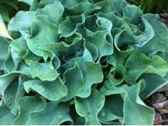 Хоста гибридная 