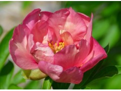 Пион Ито-гибрид