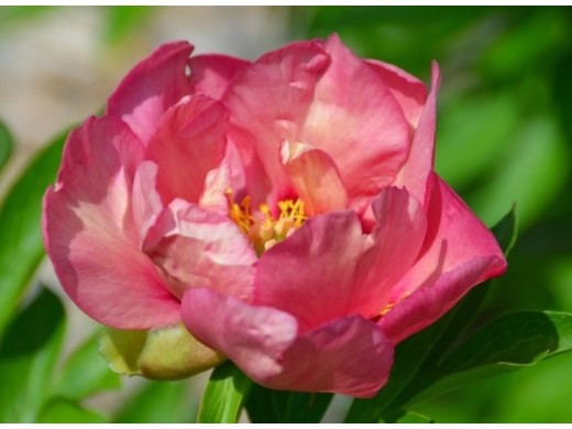 Пион Ито-гибрид Пион Ито-гибрид