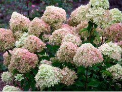 Гортензия метельчатая Гортензия метельчатая