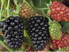 Ежевика 