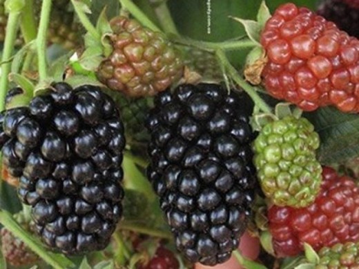 Ежевика Ежевика