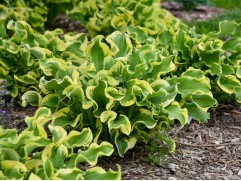 Хоста гибридная 